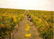 An image depicting   Yering Station's (Victoria) chief winemaker William 'Willy' Lunn Evening 